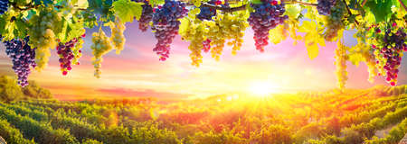 Bunches Of Grapes Hanging Vine Plants With Defocused Vineyard At Sunsetの写真素材