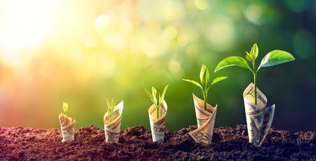 Dollar Seedling - Growth Concept - Plants On Banknotes In Increaseの写真素材
