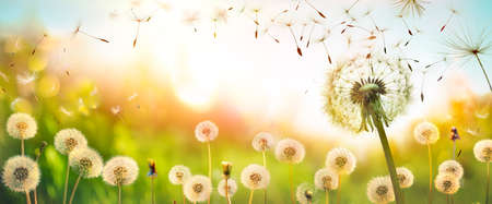 Dandelions With Flying Seeds In Defocused Field - Freedom And Allergy Conceptの写真素材