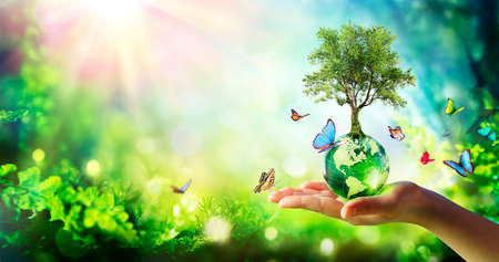 Environment - Tree Growth On Planet In Green Forest With Butterfliesの写真素材