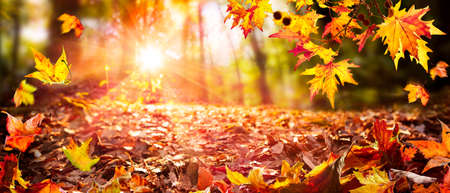 Leaves Falling In Defocused Autumn Forest With Sunlightの写真素材