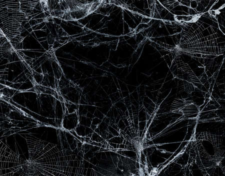 Spiderweb On Black Darkness - Halloween Background - Real Cobwebの写真素材