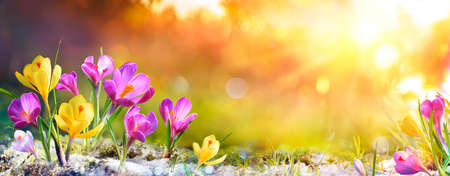 Spring Flowers - Crocus Blossoms On Grass With Sunlightの写真素材