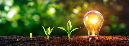 Energy Efficient Lightbulb With Small Tree - Saving Energy Development Concept - Electricityの写真素材