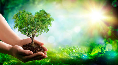 Environment - Heart Tree In Nature With Hands And Green Forest - Earth Dayの写真素材