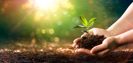 Small Plant Into The Ground - Hands Planting Young Tree With Sunlight And Flare Effectsの写真素材