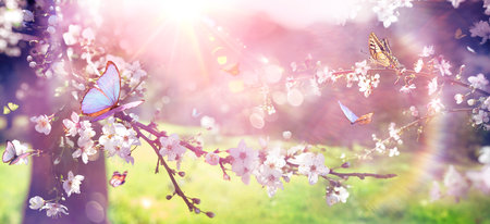 Spring Bloom - Blossoming Branch With Sunlight And Butterflies With Light Flare And Vintage Effectsの写真素材