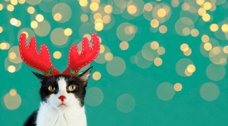 Funny Cat With Reindeer Headband With Defocused Bokeh Lightsの写真素材