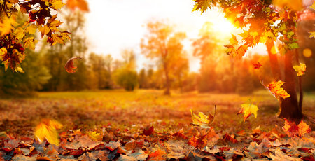 Autumn Landscape - Trees And Orange Foliage In Park At Sunsetの写真素材