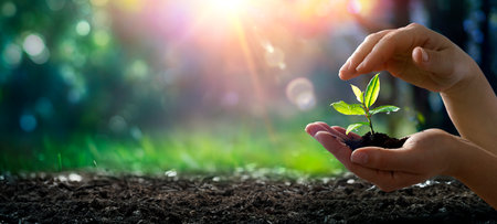 Young Plant In Hands - Small New Life In Forest- Earth Day - Growth And Protection Concept - Defocused Abstract Backgroundの写真素材