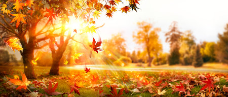 Autumn Landscape At Sunset - Maple Trees And Orange Foliage In Park With Falling Leaves - Abstract Flare Effectsの写真素材
