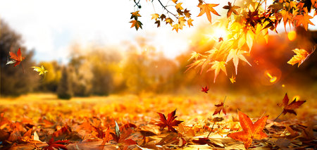 Autumn At Sunset - Fall Landscape - Trees And Orange Foliage In Park And Sunlightの写真素材