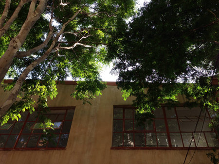 Urban window with rays and leaves