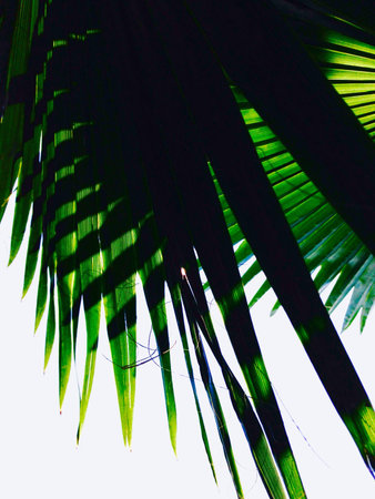 Fan Palm leaf zigzag lines patternの素材