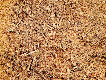 Dry grass