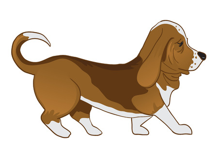 Basset Houndのイラスト素材