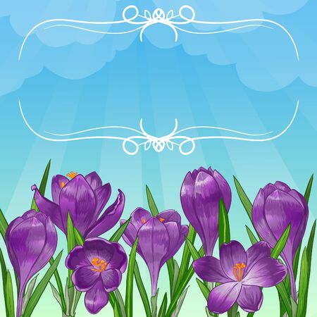 Floral background with lilac crocus flowers, vector image,のイラスト素材