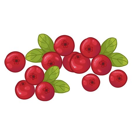 Cranberry with leaves, vector imageのイラスト素材