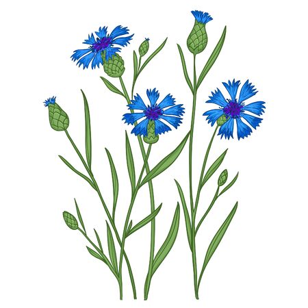 Illustration with cornflowers, vectorのイラスト素材