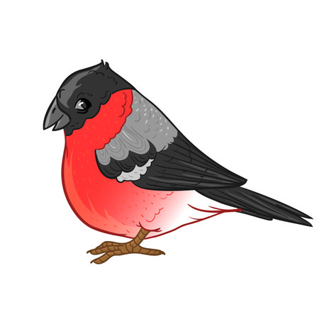 Cute cartoon bullfinch, vector image, eps10のイラスト素材