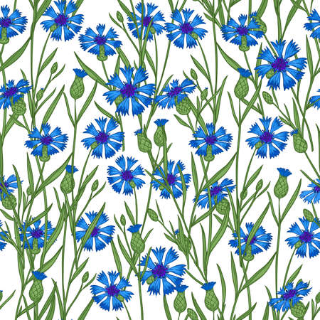 Seamless pattern with decorative cornflowers, vector imageのイラスト素材