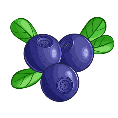 Set of huckleberries with leaves, vector illustration, isolated on white, eps10のイラスト素材