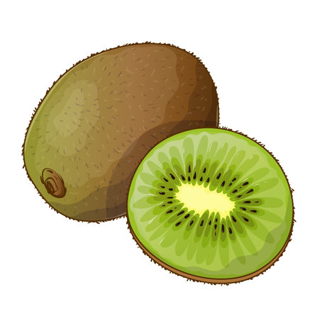 Illustration of kiwi, whole and half, vector illustration isolated on white background, eps10のイラスト素材