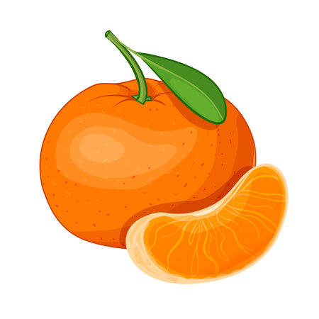 Illustration of mandarin, whole and slice, vector illustration isolated on white background, eps10のイラスト素材