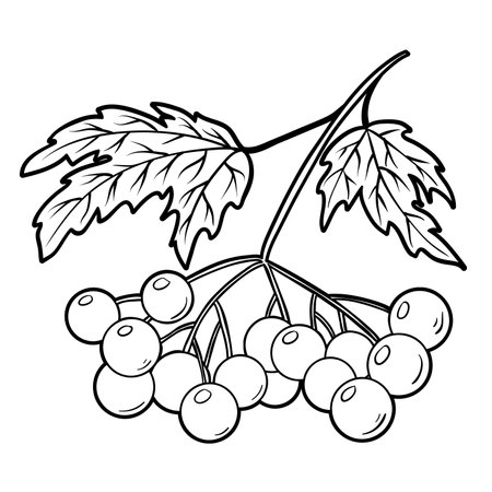 Red viburnum with leaves, outline vector illustration isolated on white, eps10のイラスト素材