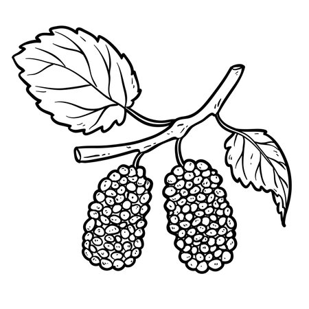 Black mulberries on the branch with leaves, outline vector illustration isolated on white, eps10のイラスト素材