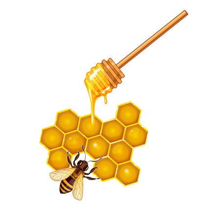 Honey wood spoon, honeycomb and bees, vector illustration isolated on white, eps10のイラスト素材