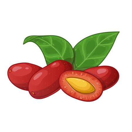 Dogwood berries with leaves, vector illustration isolated on white, eps10のイラスト素材