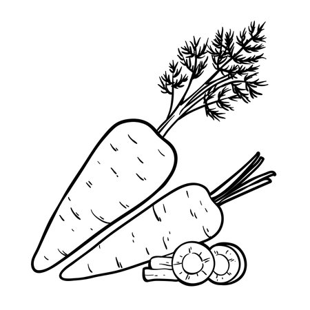 Carrot, whole and sliced, outline vector illustration isolated on white background, eps10のイラスト素材
