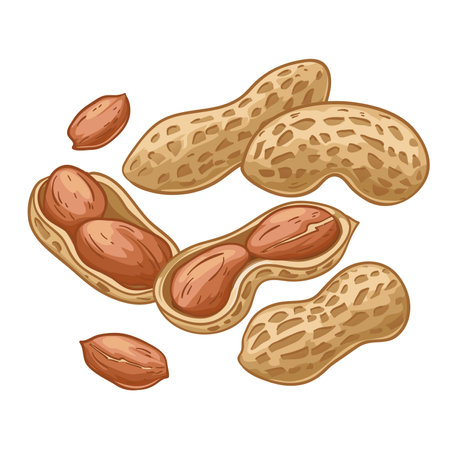 Peanut, whole and opened, vector illustration isolated on white background, eps10のイラスト素材