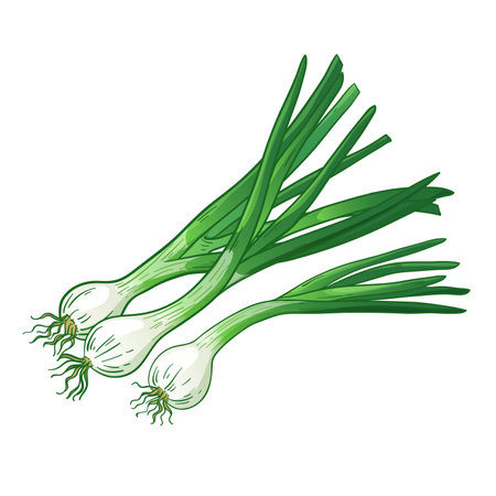 Green onion, bunch of scallions, vector illustration isolated on white background, eps10のイラスト素材