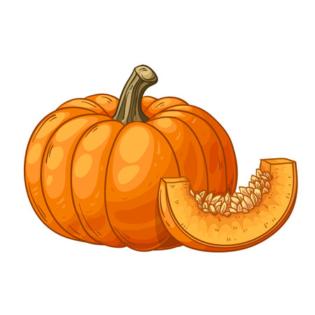 Pumpkin, whole and cut, vector illustration isolated on white background, eps10のイラスト素材