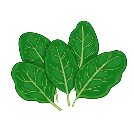 Green spinach, vector illustration isolated on white background, eps10のイラスト素材