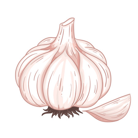 Garlic, vector illustration isolated on white background, eps10のイラスト素材