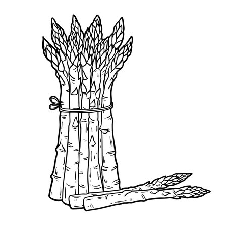 Asparagus, outline vector illustration isolated on white background, eps10のイラスト素材