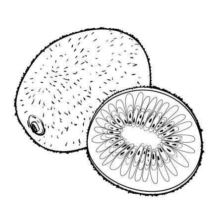 Illustration of kiwi, whole and half, outline vector illustration isolated on white background, eps10のイラスト素材
