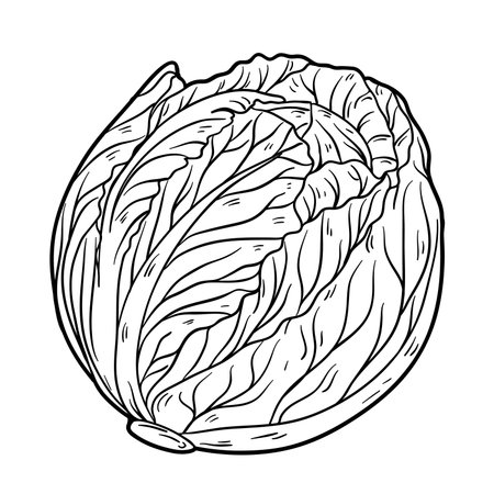 Cabbage, outline vector illustration isolated on white background, eps10のイラスト素材