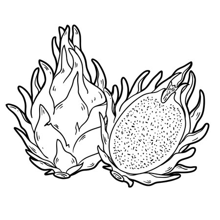 Dragon Fruit, whole and half, outline vector illustration isolated on white background, eps10のイラスト素材