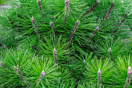 background of green pine branchesの写真素材