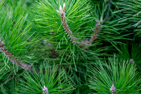 background of green pine branchesの写真素材