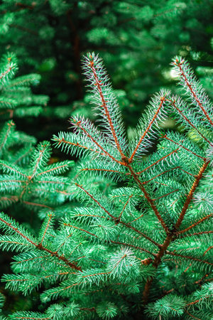 background of green spruce branchesの写真素材