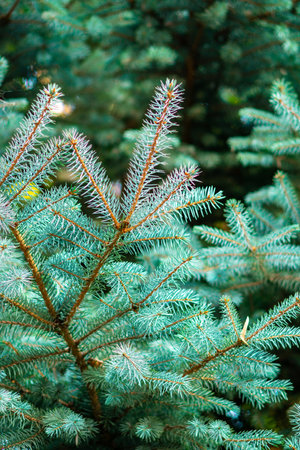 background of green spruce branchesの写真素材