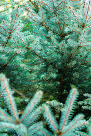 Spruce branches on a dark vintage wooden background. christmas conceptの写真素材
