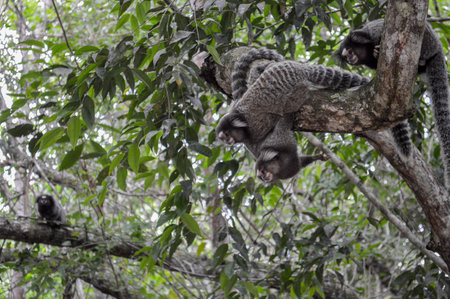 Monkey family sharing a moment and playing together in the jungleの写真素材