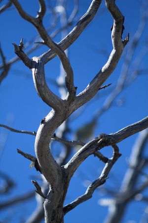 Tree in autumn IIの写真素材