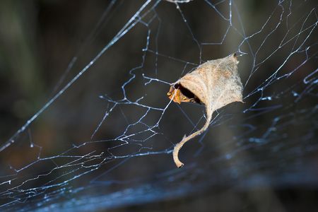 Leave and webの写真素材